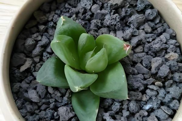 让草玉露生根且长得饱满的方法,把温度控制在10-25℃左右能增强长势