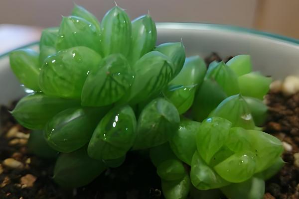 让草玉露生根且长得饱满的方法,把温度控制在10-25℃左右能增强长势