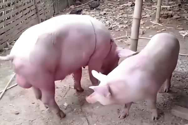 公猪和母猪的配种方法,将公猪赶到待配母猪前面让它们自然交配