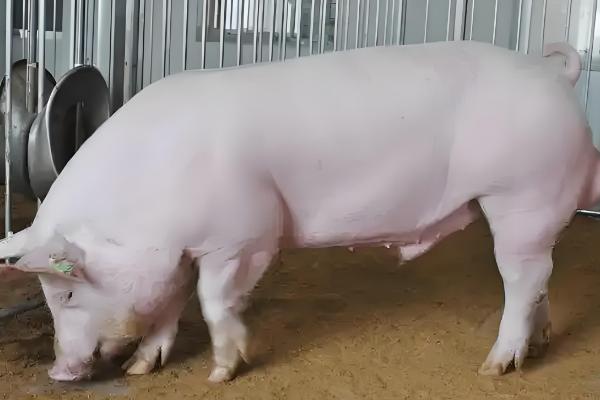 公猪和母猪的配种方法,将公猪赶到待配母猪前面让它们自然交配