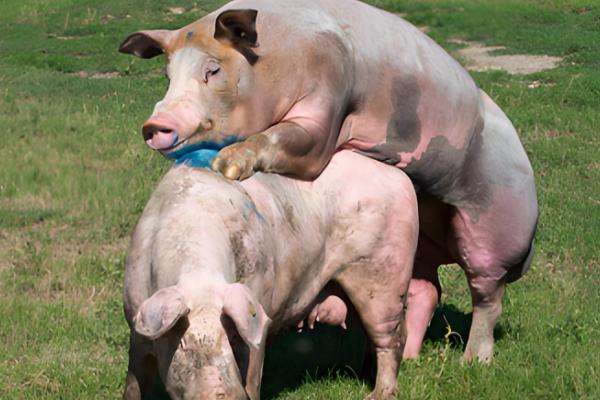 公猪和母猪的配种方法,将公猪赶到待配母猪前面让它们自然交配