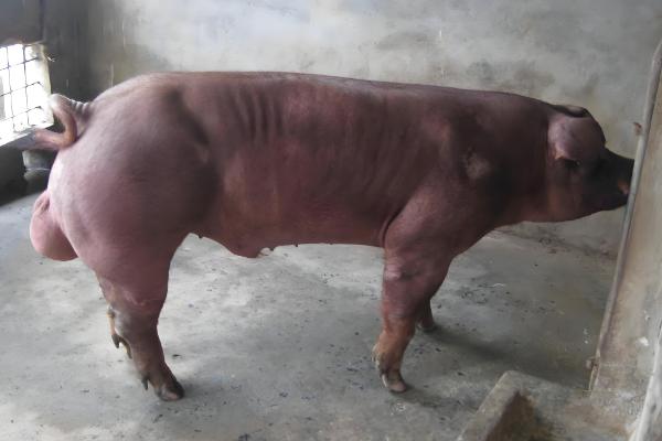 公猪和母猪的配种方法,将公猪赶到待配母猪前面让它们自然交配