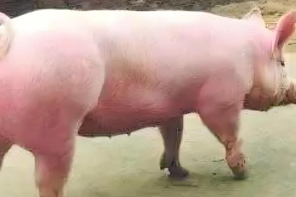 公猪和母猪的配种方法,将公猪赶到待配母猪前面让它们自然交配