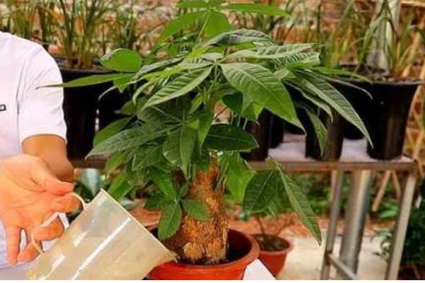 冬天发财树叶子发黄脱落如何挽救，可能是缺少水分造成的