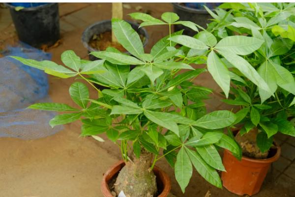 冬天发财树叶子发黄脱落如何挽救，可能是缺少水分造成的