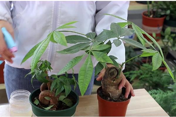 冬天发财树叶子发黄脱落如何挽救，可能是缺少水分造成的