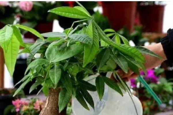 冬天发财树叶子发黄脱落如何挽救，可能是缺少水分造成的