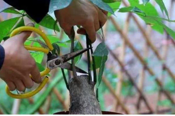 冬天发财树叶子发黄脱落如何挽救，可能是缺少水分造成的