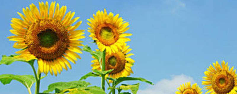 向日葵的籽是不是果实，是向日葵的果实