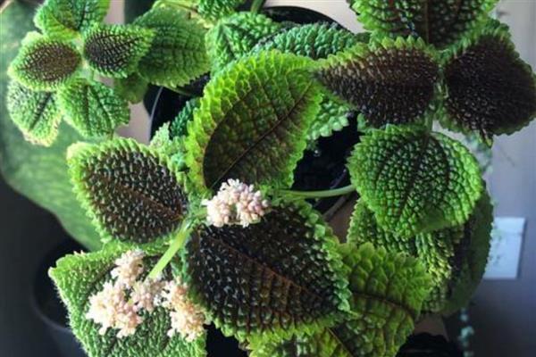 皱叶冷水花叶片焦边的原因,一般是光照太强、土壤不适等因素所致