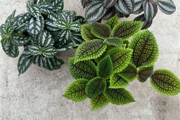 皱叶冷水花叶片焦边的原因,一般是光照太强、土壤不适等因素所致