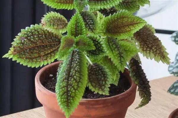 皱叶冷水花叶片焦边的原因,一般是光照太强、土壤不适等因素所致