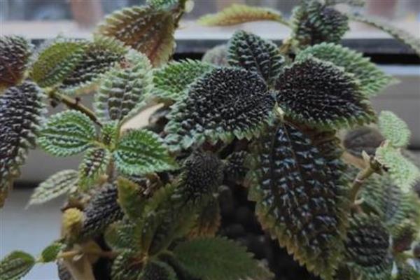 皱叶冷水花叶片焦边的原因,一般是光照太强、土壤不适等因素所致