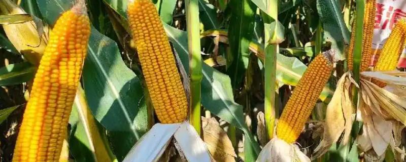 山东夏播玉米高产品种，有登海605玉米、登海618玉米等