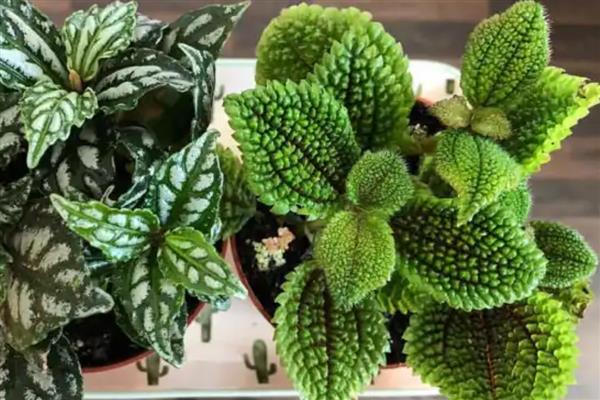 皱叶冷水花叶片焦边的原因,一般是光照太强、土壤不适等因素所致