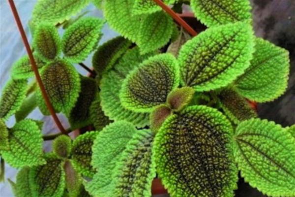 皱叶冷水花叶片焦边的原因,一般是光照太强、土壤不适等因素所致