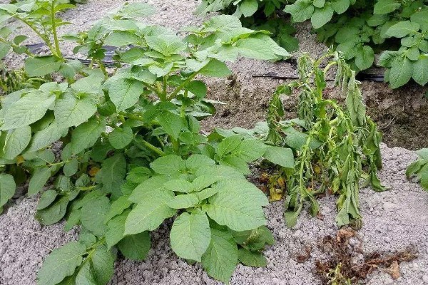 土豆秧太旺盛如何处理,可以剪除密集的叶片