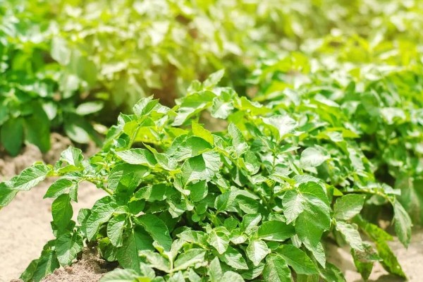 土豆秧太旺盛如何处理,可以剪除密集的叶片