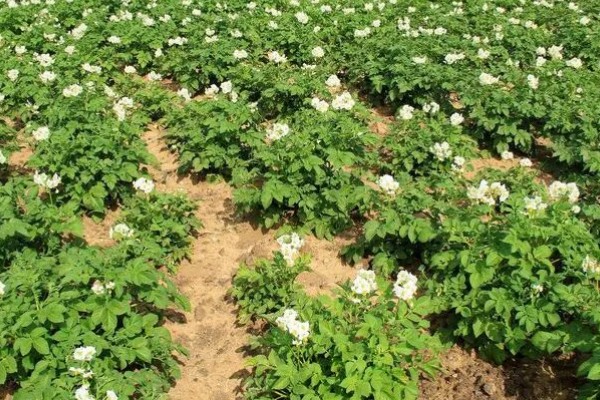 土豆秧太旺盛如何处理,可以剪除密集的叶片