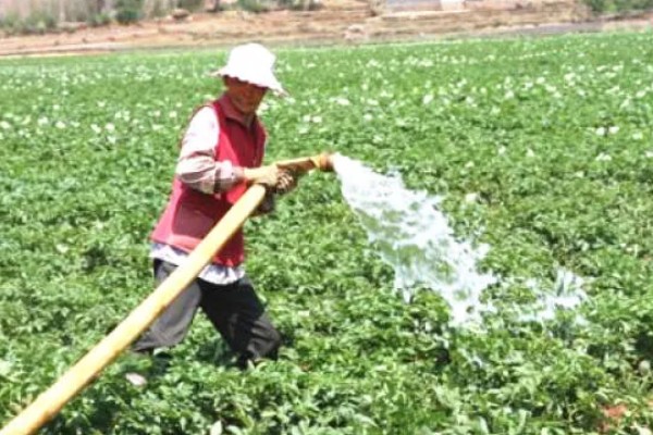 土豆秧太旺盛如何处理,可以剪除密集的叶片