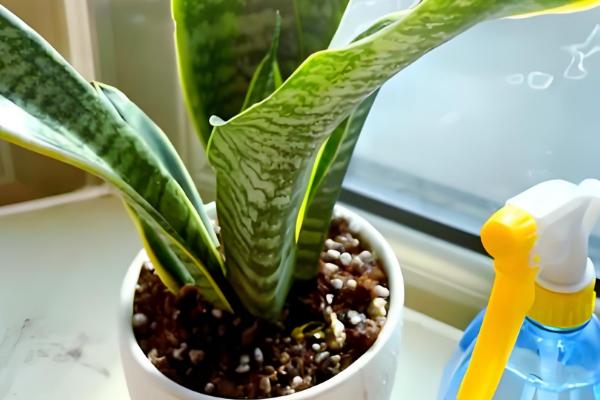 如何养殖虎皮兰,幼苗长到10厘米要摘心打顶