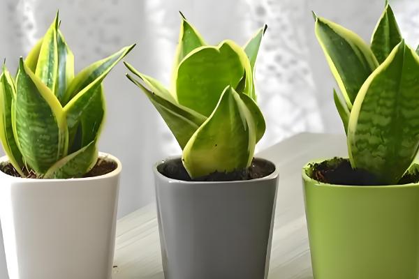 如何养殖虎皮兰,幼苗长到10厘米要摘心打顶