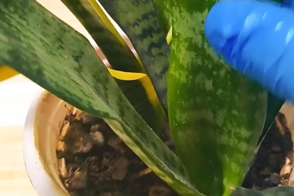 如何养殖虎皮兰,幼苗长到10厘米要摘心打顶