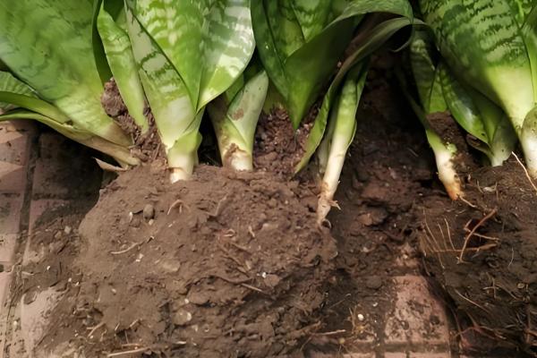 如何养殖虎皮兰,幼苗长到10厘米要摘心打顶