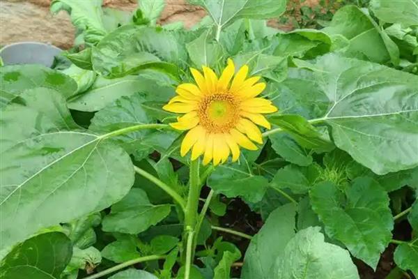 向日葵的籽是不是果实，是向日葵的果实