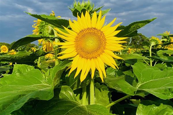 向日葵的籽是不是果实，是向日葵的果实