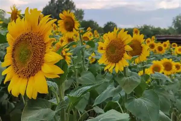 向日葵的籽是不是果实，是向日葵的果实