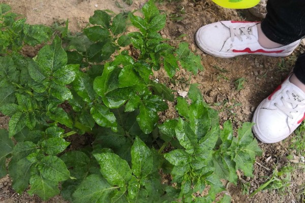 土豆秧太旺盛如何处理,可以剪除密集的叶片