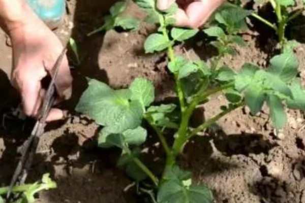 土豆秧太旺盛如何处理,可以剪除密集的叶片