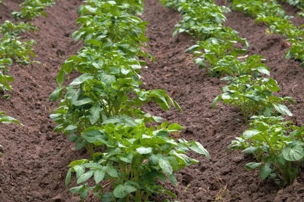 土豆秧太旺盛如何处理,可以剪除密集的叶片