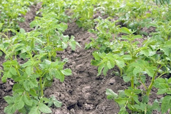 土豆秧太旺盛如何处理,可以剪除密集的叶片