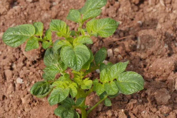土豆秧太旺盛如何处理,可以剪除密集的叶片