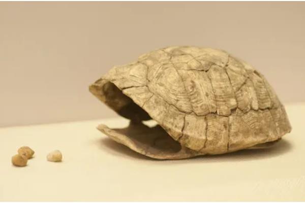 龟甲与鳖甲的区别，基源与用途均不同