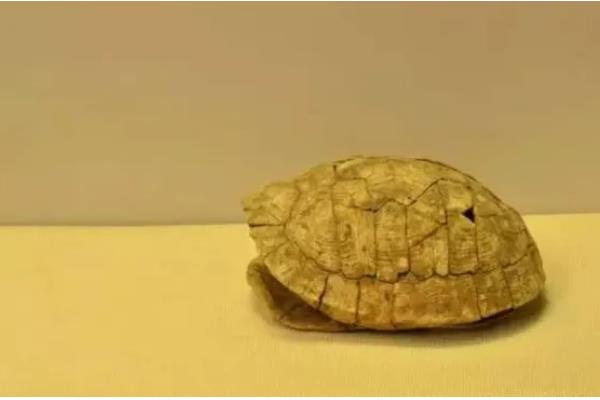 龟甲与鳖甲的区别，基源与用途均不同