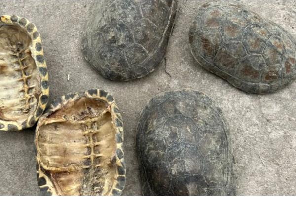 龟甲与鳖甲的区别，基源与用途均不同