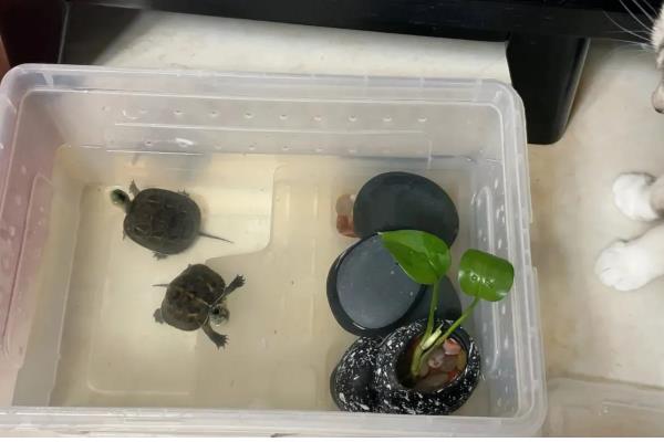 龟甲与鳖甲的区别，基源与用途均不同