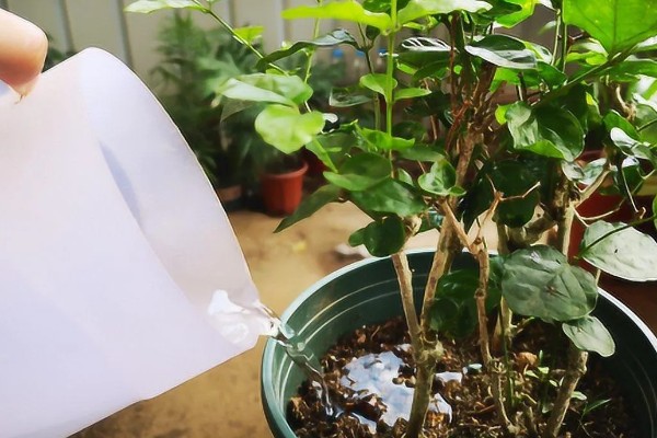 盆栽茉莉花怎么家养，适宜生长在湿润的环境中