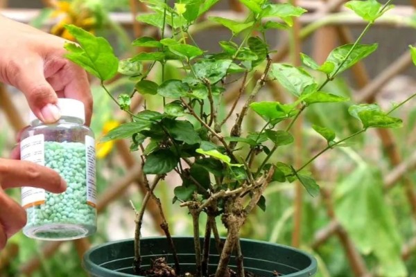 盆栽茉莉花怎么家养，适宜生长在湿润的环境中
