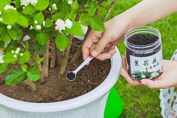 盆栽茉莉花怎么家养，适宜生长在湿润的环境中