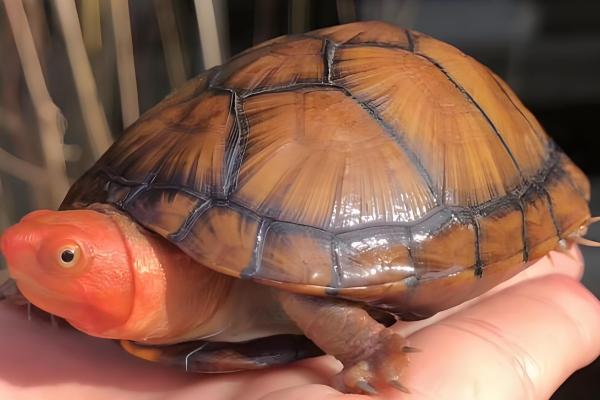 红面蛋龟要不要24小时接受光照，每天晒太阳2-3小时即可