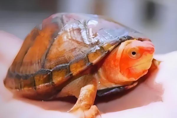 红面蛋龟要不要24小时接受光照，每天晒太阳2-3小时即可