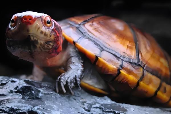 红面蛋龟要不要24小时接受光照，每天晒太阳2-3小时即可