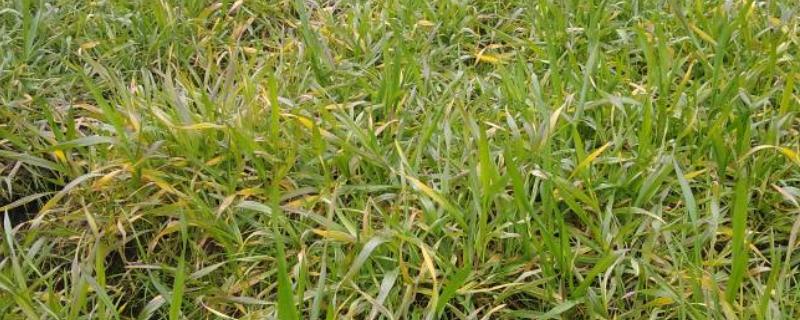 小麦全蚀病怎么防治，与棉花、烟草等作物进行轮作可降低发病率