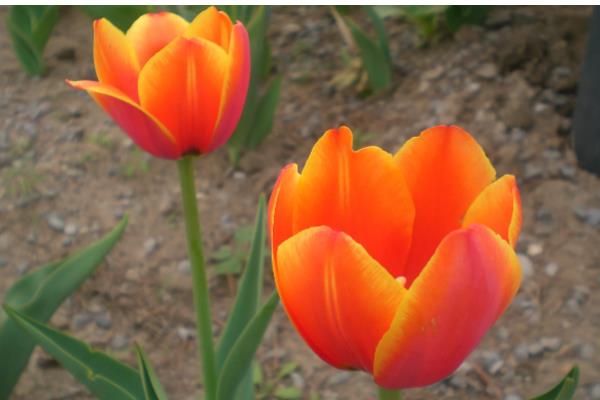 橘色郁金香的花语，寓意阳光美好、压抑的爱等