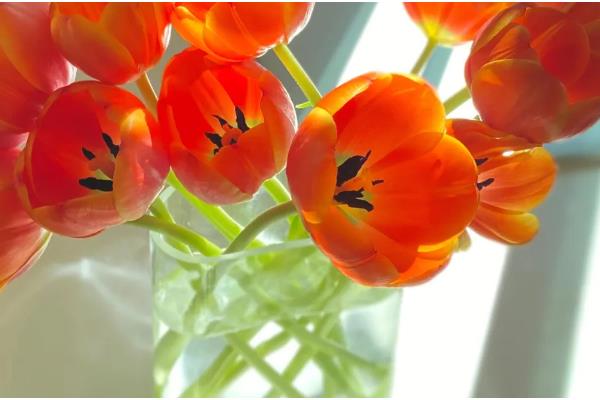 橘色郁金香的花语，寓意阳光美好、压抑的爱等