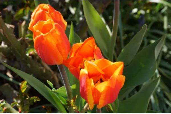 橘色郁金香的花语，寓意阳光美好、压抑的爱等
